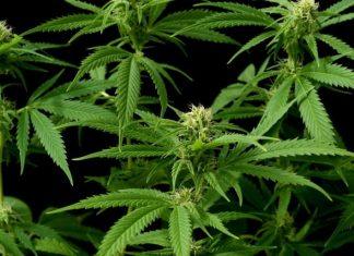 Rešenje za sušu i plodniju zemlju: Evo koje ekološko đubrivo treba da koristite resenje-za-susu-i-plodniju-zemlju:-evo-koje-ekolosko-dubrivo-treba-da-koristite