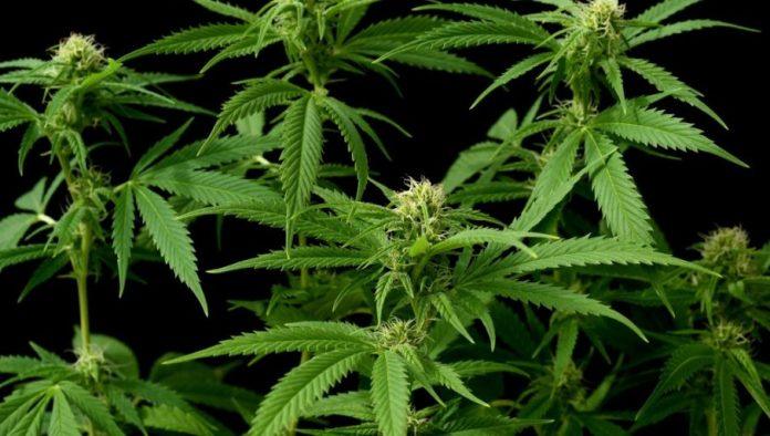 resenje-za-susu-i-plodniju-zemlju:-evo-koje-ekolosko-dubrivo-treba-da-koristite