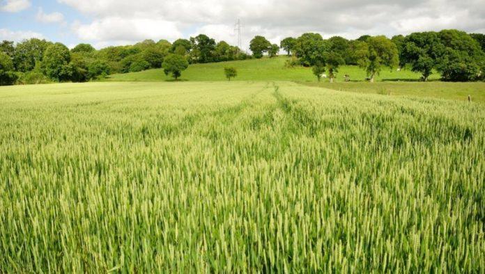 psenica-u-solidnom-stanju:-evo-sta-je-najveci-izazov