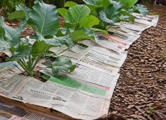 Iskusni baštovani uvek stavljaju novine u vrt, rezultat je impresivan iskusni-bastovani-uvek-stavljaju-novine-u-vrt,-rezultat-je-impresivan