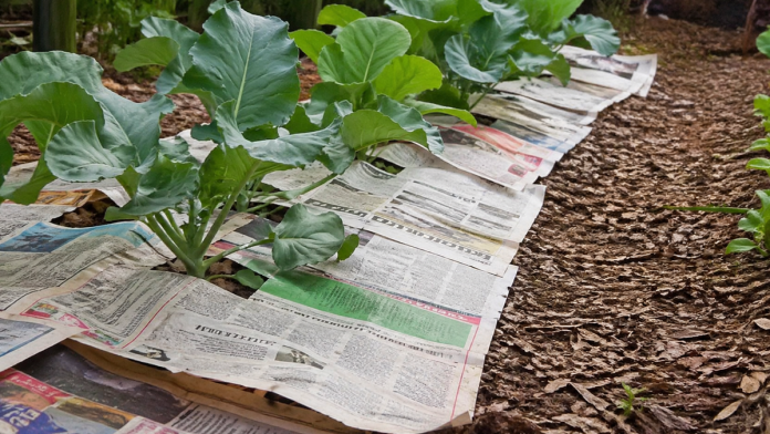 iskusni-bastovani-uvek-stavljaju-novine-u-vrt,-rezultat-je-impresivan