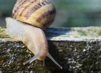 Puževi iz Srbije na jelovnicima elitnih restorana: Sakupljači kažu da na njima zarade bogatstvo puzevi-iz-srbije-na-jelovnicima-elitnih-restorana:-sakupljaci-kazu-da-na-njima-zarade-bogatstvo