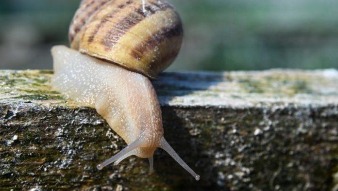 puzevi-iz-srbije-na-jelovnicima-elitnih-restorana:-sakupljaci-kazu-da-na-njima-zarade-bogatstvo