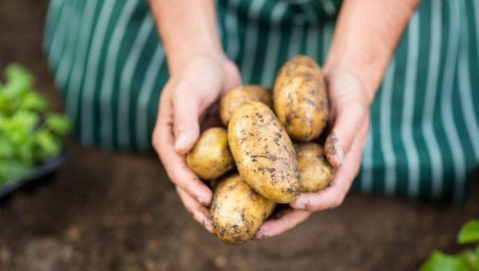 strucnjak-otkrio-tajnu:-stavite-stari-krompir-u-bastu-–-cudno-ali-veoma-korisno