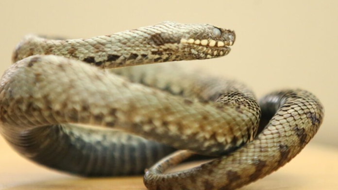 turista-umro-posle-ujeda-zmije-u-poznatom-letovalistu-usla-mu-u-pantalone-tokom-predstave,-odmah-se-otrovao