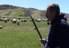 POSLEDNJI VELIKI OVČAR NA BALKANU Gospodar stada (60) svakog dana neumorno brine o 1.000 ovaca i tvrdi: “Ovčarstvu se zbog OVOGA bliži kraj (VIDEO) poslednji-veliki-ovcar-na-balkanu-gospodar-stada-(60)-svakog-dana-neumorno-brine-o-1.000-ovaca-i-tvrdi:-“ovcarstvu-se-zbog-ovoga-blizi-kraj-(video)