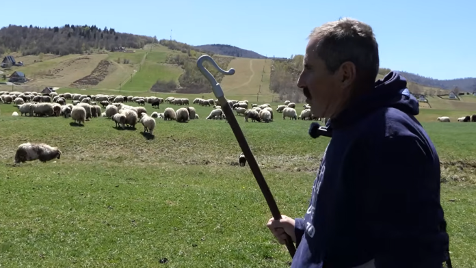 poslednji-veliki-ovcar-na-balkanu-gospodar-stada-(60)-svakog-dana-neumorno-brine-o-1.000-ovaca-i-tvrdi:-“ovcarstvu-se-zbog-ovoga-blizi-kraj-(video)