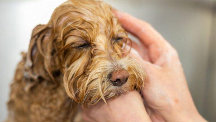 skoro-svi-prave-jednu-gresku:-evo-sta-nikako-ne-smete-da-radite-kada-kupate-psa