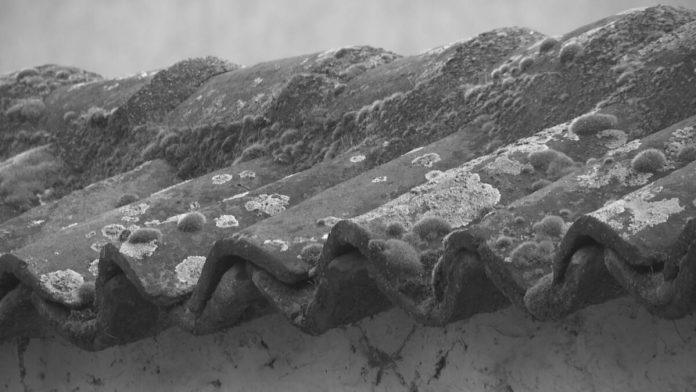 “zudnja-i-durdevdanske-mantafe”-nagrada-za-film-sladana-stojanovica-na-medunarodnom-festivalu-dokumentarnog-filma