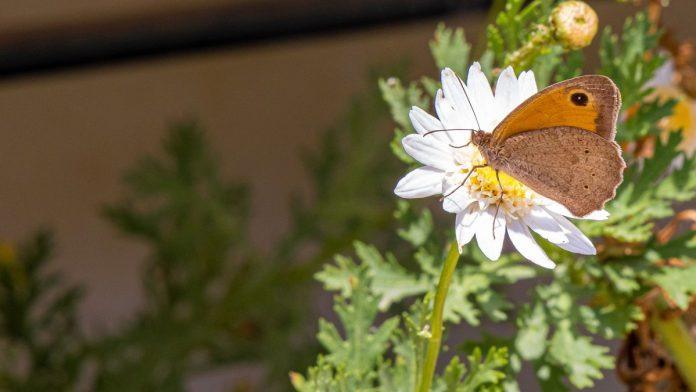posadite-ove-tri-biljke-u-maju-i-vas-balkon-ce-postati-raj-za-leptire