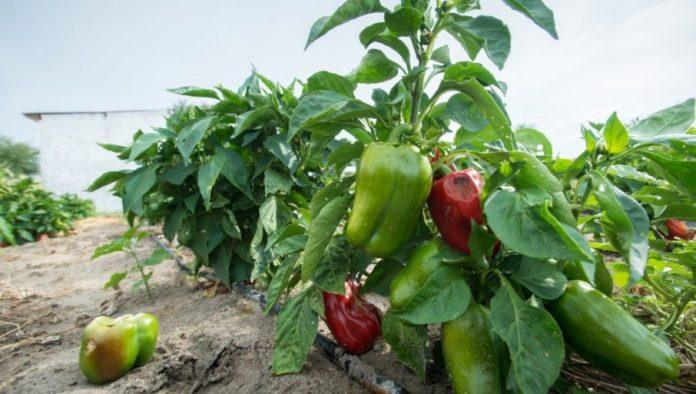 nema-ni-pedalj-prazne-zemlje:-selo-u-kome-svi-rade-i-iz-koga-mladi-ne-odlaze