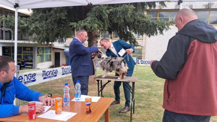 medunarodna-izlozba-pasa-svih-rasa-u-vranju:-ucestvuje-200-pasa-iz-19-zemalja-(foto)