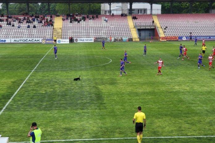 hit-scena-iz-prve-lige-srbije:-neplanirani-gost-zaustavio-duel-borca-i-graficara!-(video)