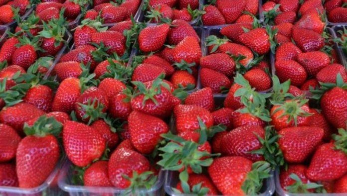 poljoprivrednici-zadovoljni,-jagoda-kvalitetna:-dobro-se-prodaje-–-cena-ide-i-do-700-dinara