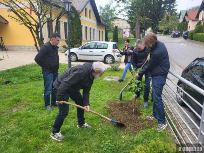 drvo-niklo-na-avali-iz-dzepa-sahranjenog-ruskog-vojnika:-neverovatna-prica-o-kavkaskom-orahu-koji-je-sad-posaden-i-u-cajetini-kao-simbol-prijateljstva-(foto)