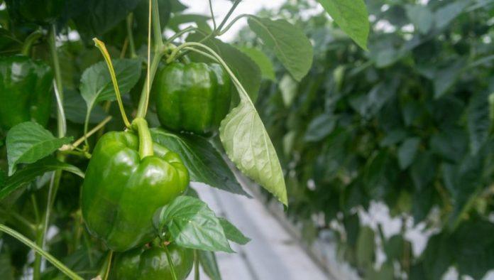 paprika-rada-i-do-duplo-vise:-nemacki-nacin-sadnje-postao-hit