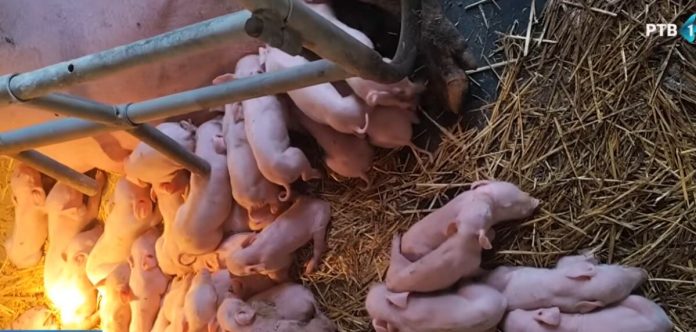veselje-kod-marka-iz-lacarka:-domacin-iz-srema-nije-mogao-da-prebroji:-krmaca-rekorderka-oprasila-33-praseta-(video)