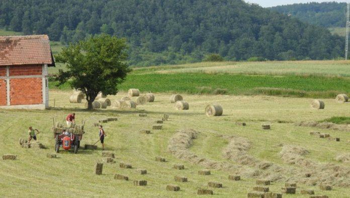 bespovratno-40-miliona-dinara:-vlada-usvojila-uredbu-za-pomoc-privredi-na-selu