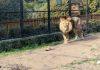 Zoološki vrt Palić na Međunarodni dan biodiverziteta upozorava: Gubimo vrste brže nego što ih otkrivamo zooloski-vrt-palic-na-medunarodni-dan-biodiverziteta-upozorava:-gubimo-vrste-brze-nego-sto-ih-otkrivamo