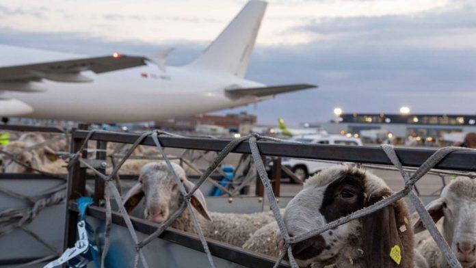 jagnjad-iz-srbije-prvi-put-avionima-za-sever-afrike:-otvoreno-potpuno-novo-trziste,-ugovoren-ogroman-posao-(foto)