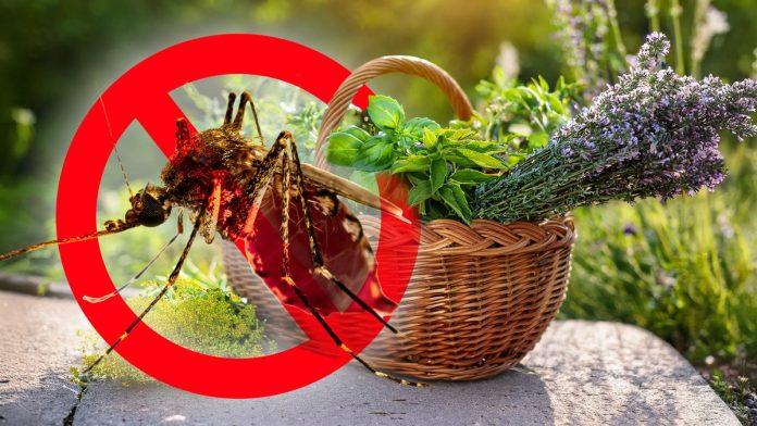 mirisni-stit-od-krvopija:-7-biljaka-koje-teraju-komarce-i-insekte