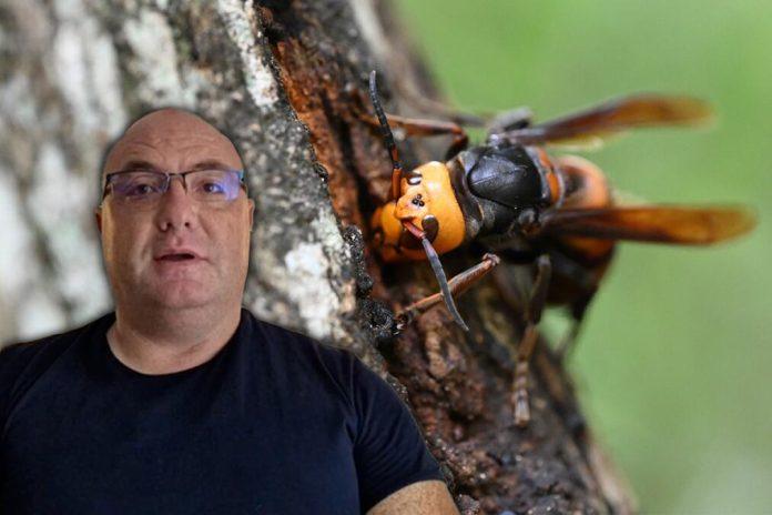 matice-su-izasle-iz-hibernacije,-na-jedan-signal-krecu-u-masovan-napad-na-coveka:-vladica-otkriva-trik-sa-lekom-koji-spasava-zivot-od-ovog-insekta
