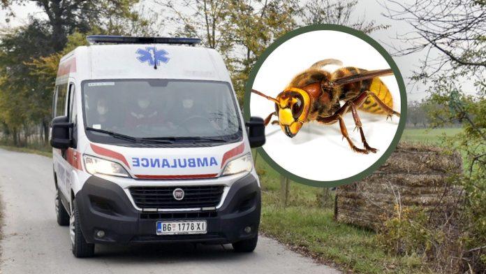 masa-ljudi-ovo-radi-kada-vidi-strsljena,-a-oni-tada-postaju-jos-agresivniji!-ubod-moze-da-bude-fatalan,-a-sada-ih-ima-sve-vise