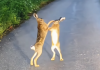 NE, NIJE AI! Bokserski meč dva zeca u selu Kunovo nasmejao čitav region: Ljudi gledaju snimak i NE VERUJU ŠTA VIDE (VIDEO) ne,-nije-ai!-bokserski-mec-dva-zeca-u-selu-kunovo-nasmejao-citav-region:-ljudi-gledaju-snimak-i-ne-veruju-sta-vide-(video)