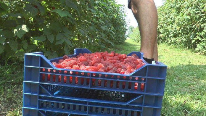 stize-sezona-malina:-cena-skace-na-550-dinara,-kvalitet-roda-bolji,-ali-malinjaci-su-sve-manji