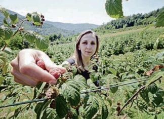 VIRUS POKVARIO DOBRE PROGNOZE O RODU MALINE! Očekuju se veći prinosi, ali prisustvo patogena pretnja virus-pokvario-dobre-prognoze-o-rodu-maline!-ocekuju-se-veci-prinosi,-ali-prisustvo-patogena-pretnja