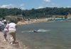 Ajkula snimljena u plićaku plaže u Korintu: Slobodno pliva u vodi pred ljudima (VIDEO) ajkula-snimljena-u-plicaku-plaze-u-korintu:-slobodno-pliva-u-vodi-pred-ljudima-(video)