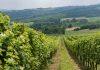 Srpsko vino postaje konkurentnije: Novi zakon štiti domaću proizvodnju, javna rasprava do 6. juna srpsko-vino-postaje-konkurentnije:-novi-zakon-stiti-domacu-proizvodnju,-javna-rasprava-do-6.-juna