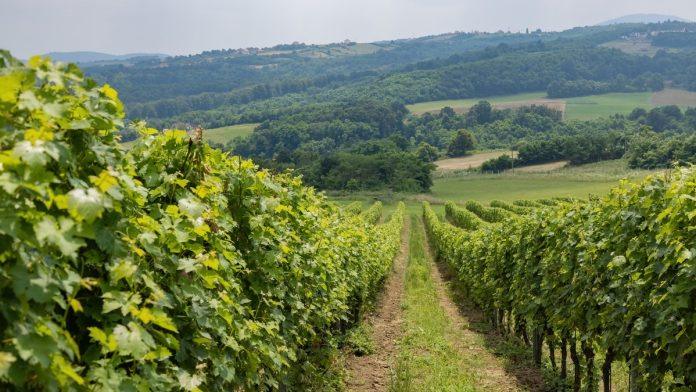 srpsko-vino-postaje-konkurentnije:-novi-zakon-stiti-domacu-proizvodnju,-javna-rasprava-do-6.-juna