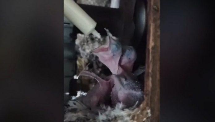 organizovano-zbrinjavanje-i-hranjenje-mladunaca-bele-ciope:-oglasio-se-opstinski-odbor-sns-stari-grad-(video)