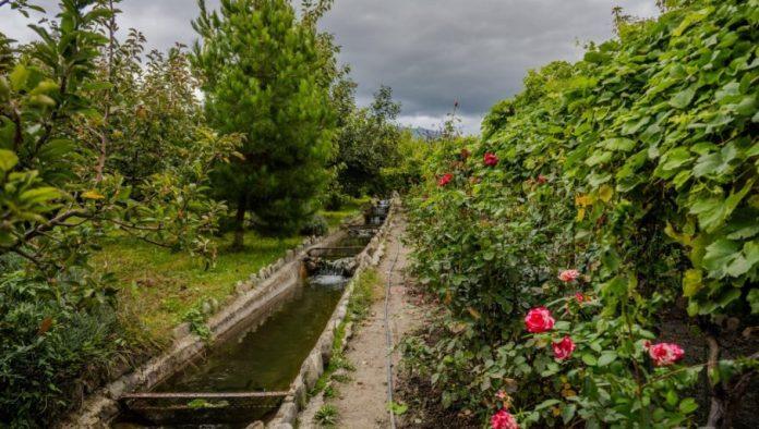 nije-rec-o-estetici:-sve-o-“vezi”-ruza-i-vinograda