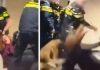 TO JE TA EU: Holandska policija prebija trudnu ženu u bolnici, zatim i njenog muža (VIDEO) to-je-ta-eu:-holandska-policija-prebija-trudnu-zenu-u-bolnici,-zatim-i-njenog-muza-(video)
