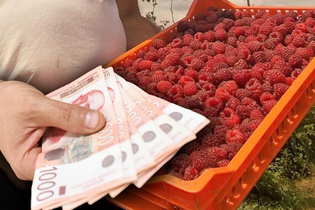 dnevnica-za-berbu-malina-ide-i-do-6.000-dinara-uz-stan-i-hranu,-ali-beraci-porucuju:-“za-te-pare-beri-ih-sam!” dnevnica-za-berbu-malina-ide-i-do-6.000-dinara-uz-stan-i-hranu,-ali-beraci-porucuju:-“za-te-pare-beri-ih-sam!”