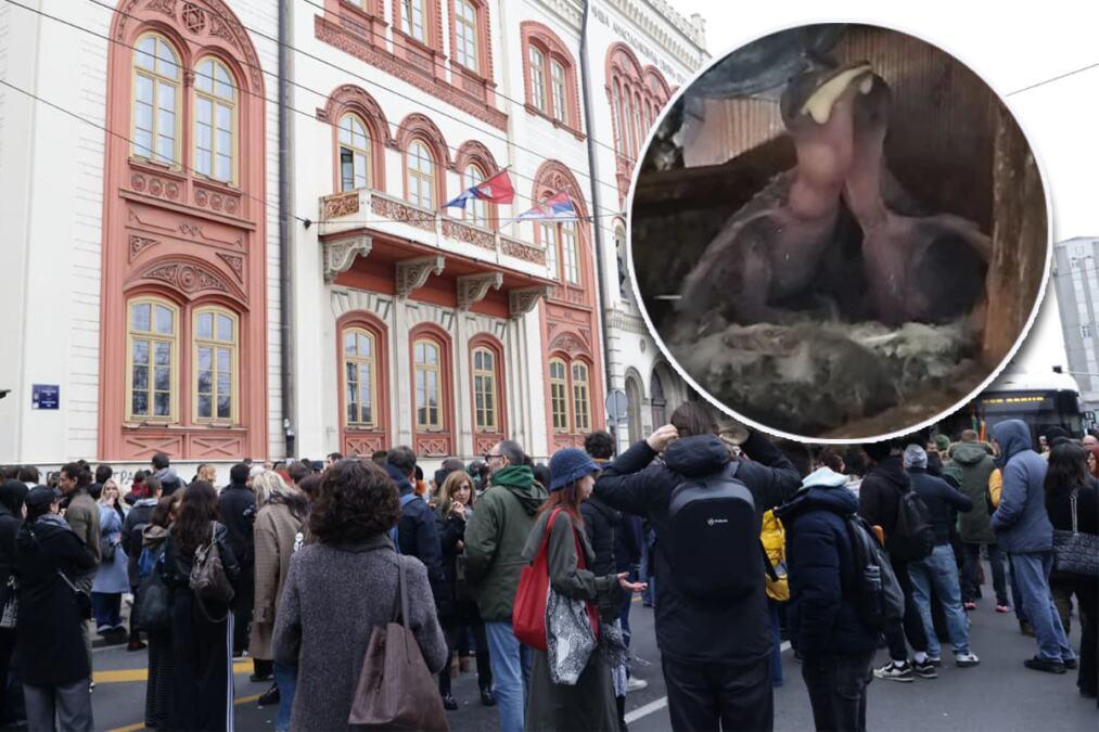 blokaderi-jos-jednom-pokazali-licemerje-i-dvostruke-arsine!-brnabiceva:-puni-su-brige-o-pticima,-a-napadaju-i-tuku-gradane-i-policijske-sluzbenike! blokaderi-jos-jednom-pokazali-licemerje-i-dvostruke-arsine!-brnabiceva:-puni-su-brige-o-pticima,-a-napadaju-i-tuku-gradane-i-policijske-sluzbenike!