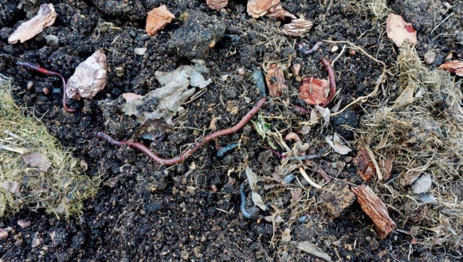 prirodno-dubrivo:-evo-sta-treba-da-koristite-za-bolje-prinose prirodno-dubrivo:-evo-sta-treba-da-koristite-za-bolje-prinose