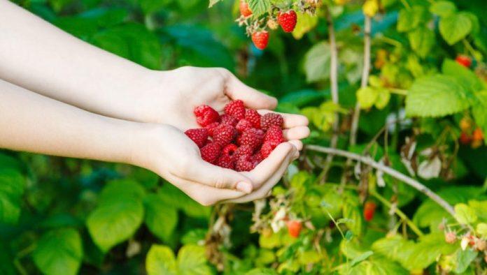 dobra-zarada:-necete-verovati-kolike-su-dnevnice-za-berbu-maline
