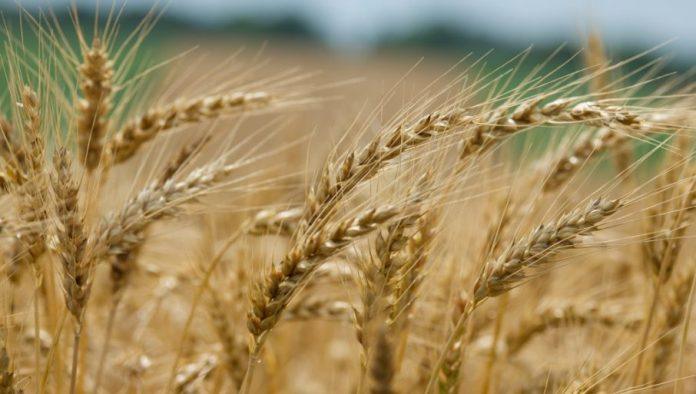 psenica-obecava-dobar-rod:-ratare-brine-ono-sto-dolazi-posle-zetve
