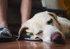 Veterinar otkrio o čemu psi razmišljaju pred smrt, i ovo će vam slomiti srce veterinar-otkrio-o-cemu-psi-razmisljaju-pred-smrt,-i-ovo-ce-vam-slomiti-srce