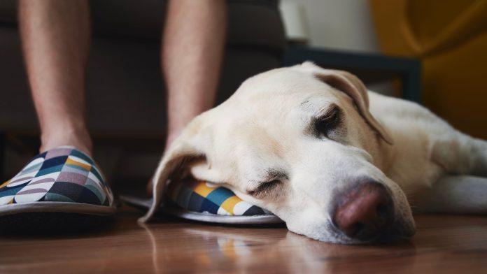 veterinar-otkrio-o-cemu-psi-razmisljaju-pred-smrt,-i-ovo-ce-vam-slomiti-srce
