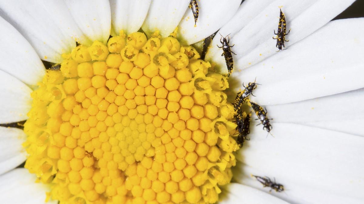 ne-vide-se-golim-okom,-ali-brzo-unistavaju-biljke:-sitni-insekti-mogu-napraviti-haos-u-basti,-brzo-unistavaju-cvece-i-povrce ne-vide-se-golim-okom,-ali-brzo-unistavaju-biljke:-sitni-insekti-mogu-napraviti-haos-u-basti,-brzo-unistavaju-cvece-i-povrce