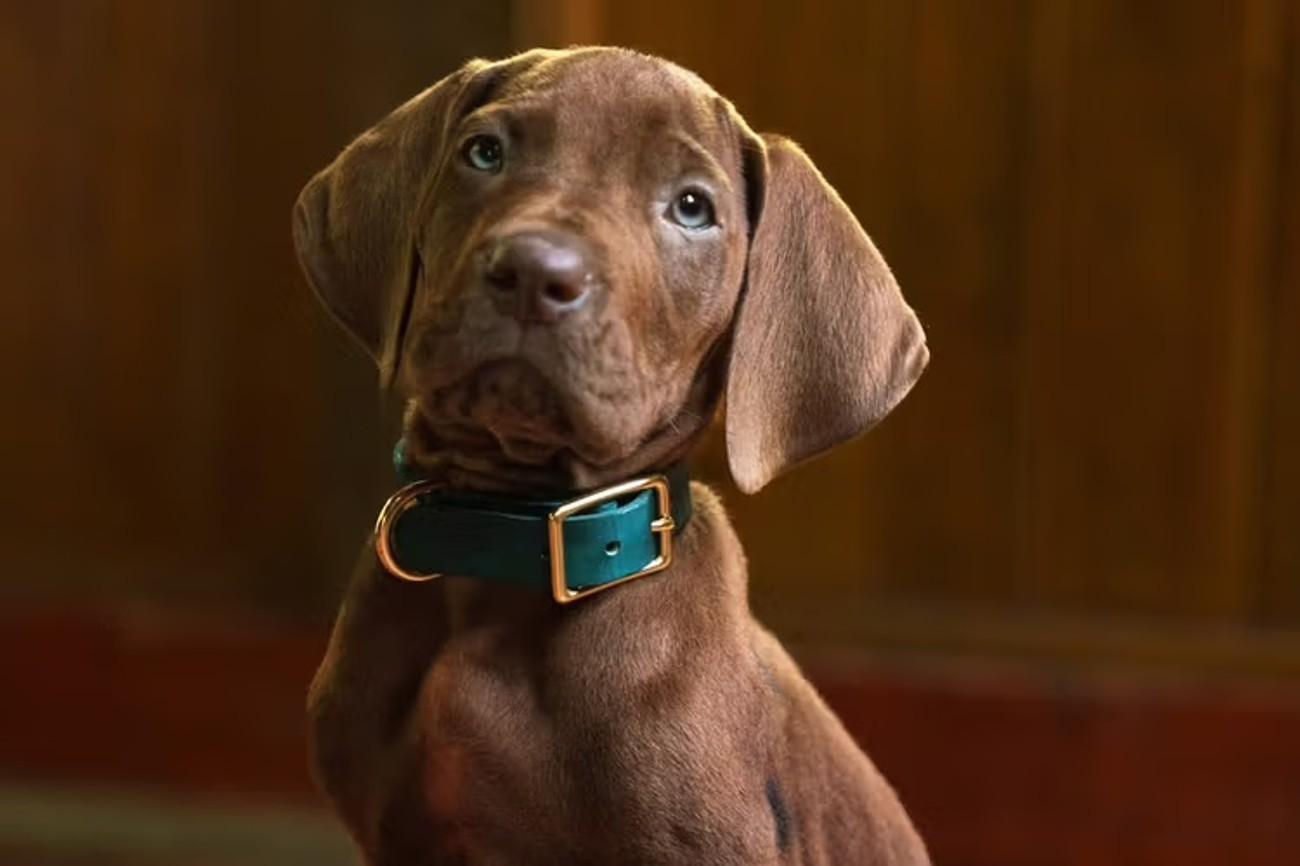 savremena-verzija-scooby-doo-tima-ima-najsladeg-protagonistu-ikad savremena-verzija-scooby-doo-tima-ima-najsladeg-protagonistu-ikad