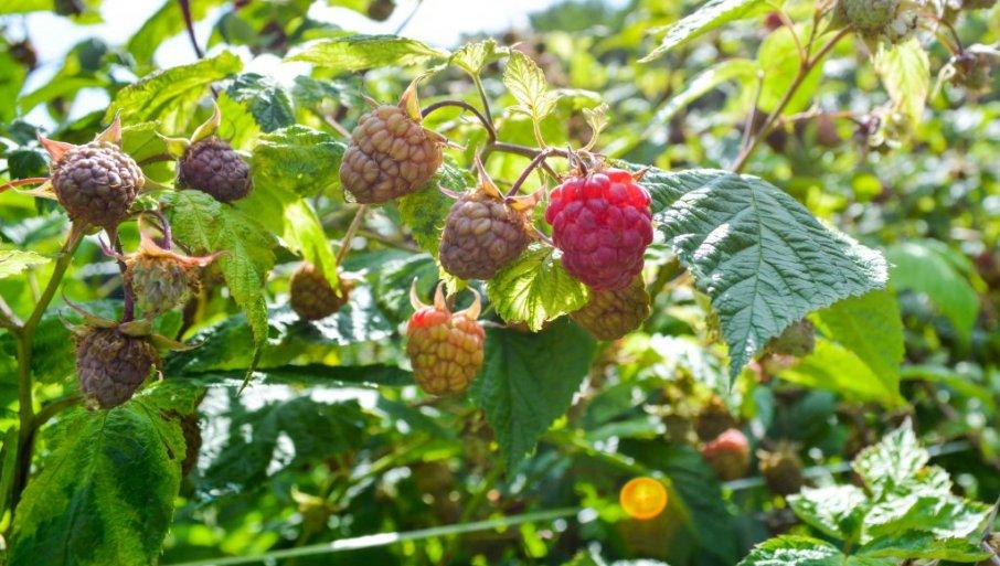 podrska-proizvodacima:-glamocic-nalozio-kontrolu-zasada-malina-u-srbiji podrska-proizvodacima:-glamocic-nalozio-kontrolu-zasada-malina-u-srbiji