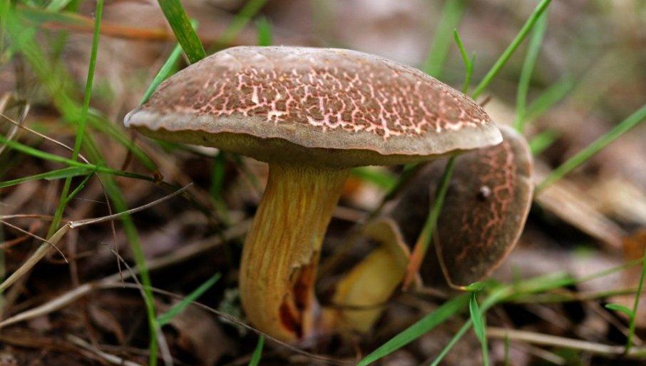 kilogram-pecuraka-skuplji-od-mesa:-evo-koja-je-i-gde-se-moze-pronaci,-ali-–-oprez! kilogram-pecuraka-skuplji-od-mesa:-evo-koja-je-i-gde-se-moze-pronaci,-ali-–-oprez!