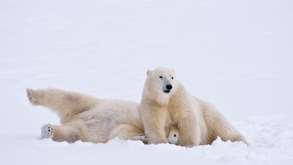polarni-medved-sa-dva-mladunca-krenuo-ka-istrazivackoj-stanici-u-kanadi:-izbegnut-incident-u-poslednji-cas polarni-medved-sa-dva-mladunca-krenuo-ka-istrazivackoj-stanici-u-kanadi:-izbegnut-incident-u-poslednji-cas