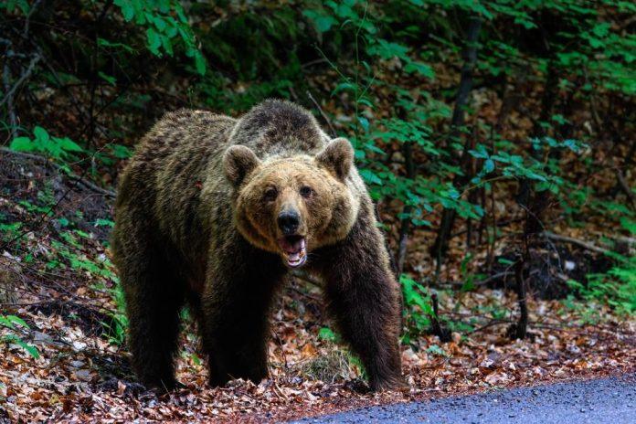 drama-na-tari!-zena-sa-detetom-(3)-oci-u-oci-sa-strasnom-zveri!-opisala-nesvakidasnje-iskustvo,-pa-istakla-kljucnu-stvar:-“bila-je-spremna-da-napadne”-(foto)