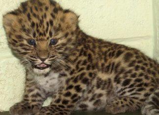 U zoološkom vrtu prava senzacija: Rođene bebe leoparda, jedine u Evropi i već su postale prava atrakcija u-zooloskom-vrtu-prava-senzacija:-rodene-bebe-leoparda,-jedine-u-evropi-i-vec-su-postale-prava-atrakcija